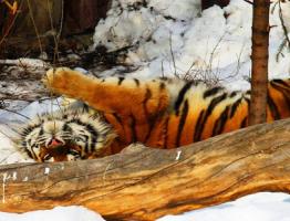 Что значит тигр, увиденный во сне?