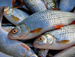 Соление и вяление рыбы в домашних условиях