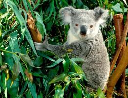 Koala - kukkurloom