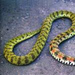 Kígyók: a hüllők jellemzői és megtestesülése a világ kultúráiban